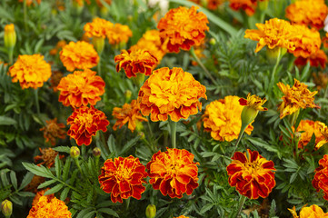 Bright flowerses on background of the green herb