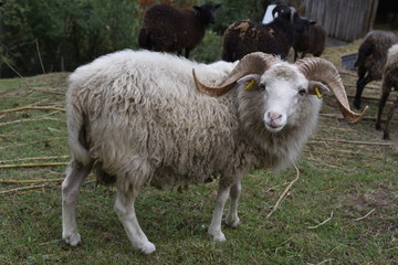 schaf, tier, bauernhof, gras, lamb, weiß, wolle, feld, säugetier, natur, ackerbau, green, tier, wiese, vieh, gräser, ackerbau, jung, hübsch,  herde,