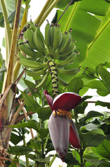 Planta de la banana, banano o Musa paradisiaca