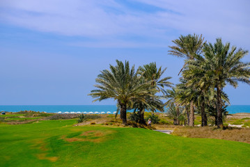 Feb 26, 2018: Dates / Palm Tree at Saadiyat Island Golf Course, Abu Dhabi