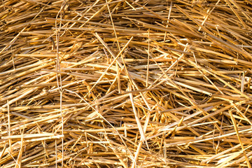 background of cut dry grass, straw