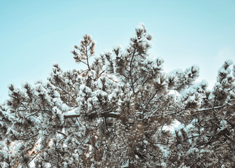 Snowy weather in sunny day.
