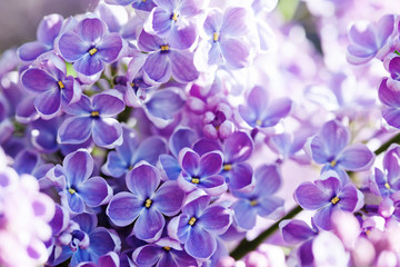 Naklejka na ściany i meble Macro view blossoming Syringa lilac bush. Springtime landscape with bunch of violet flowers. lilacs blooming plants background. soft focus photo.