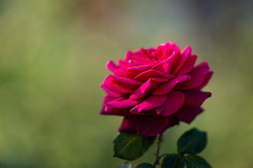 Red rose flower