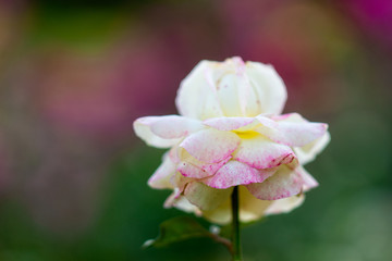 Yellow rose flower