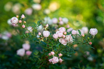 Pink rose flowers in the garden