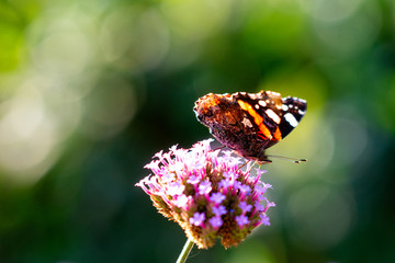 Butterfly on verbena flower.