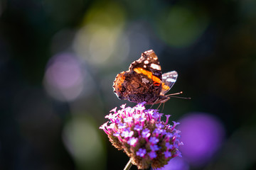 Butterfly on verbena flower.