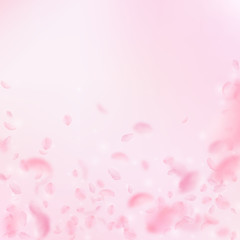 Sakura petals falling down. Romantic pink flowers falling rain. Flying petals on pink square backgro