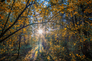 autumn in the forest