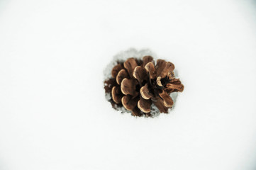 Cone in snow.
