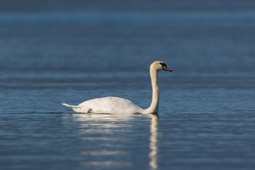side view white mute swan (cygnus olor) swimming in blue water