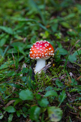 single fly-agaric mushroom in green grassland