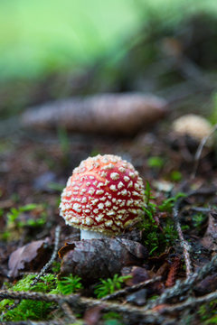 fly-agaric mushroom in forest