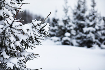 Landscape in the winter cloudy day