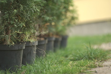 Three Coniferous Thuja Trees in Big Pots 