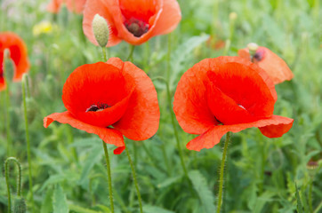 Field of red poppies