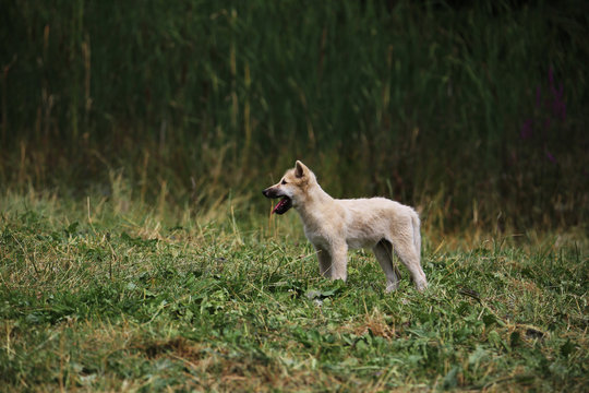 jeune loup blanc
