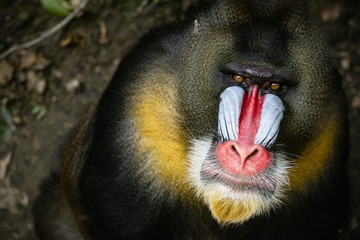Frontal Portrait of a Male Mandrill