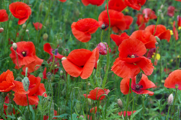 Naklejka premium red poppies