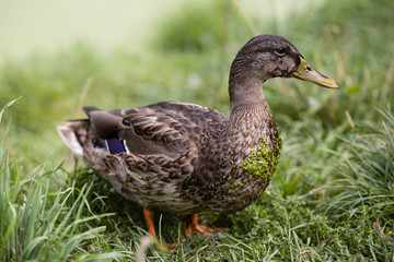 Duck close up on the grass