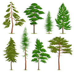 Realistic Pine Trees Set