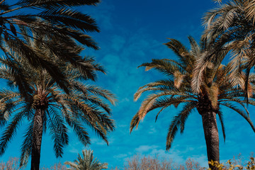 Obraz na płótnie Canvas photo of tropical palm trees