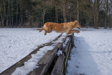 springender Hund