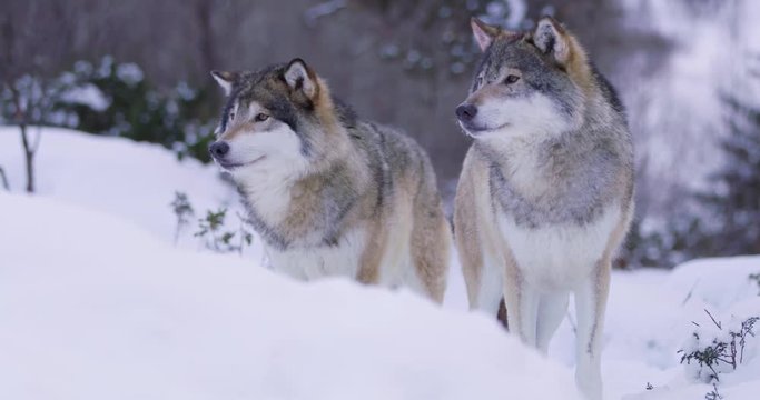 Portrait of wounded alpha wolf curiously looking around