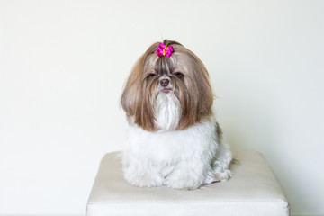 shih tzu dog