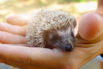 Small hedgehog in female hands on green background