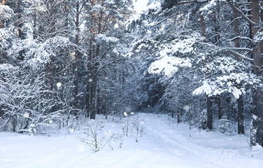 magic pine forest in winter season in snow