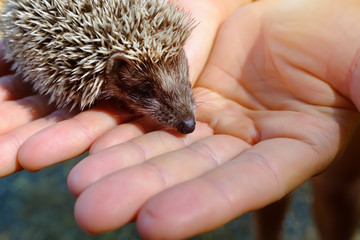 Small hedgehog in female hands on green background © Alexander
