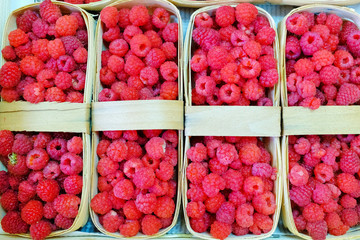 Fresh raspberries picked and in a wooden basket