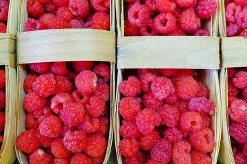 Fresh raspberries picked and in a wooden basket