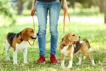 Woman walking with beagle dogs in the park