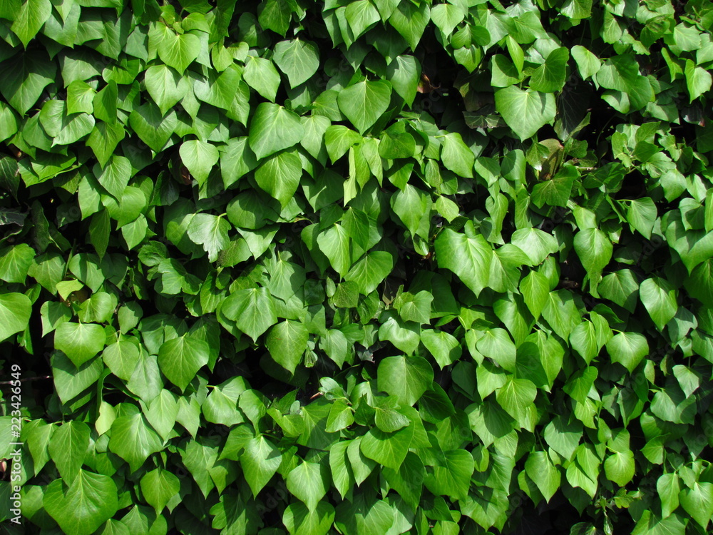 Wall mural Hedera hibernica or irish ivy green climbing plant, green leaves of creeper, medicinal plant, natural botanic texture photo, detailed shot