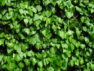 Fototapeta na wymiar Hedera hibernica or irish ivy green climbing plant, green leaves of creeper, medicinal plant, natural botanic texture photo, detailed shot