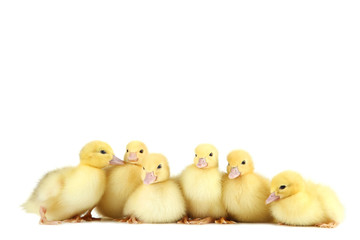 Little yellow ducklings on white background