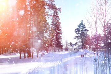 Winter forest on a sunny day. Landscape in the forest on a snowy