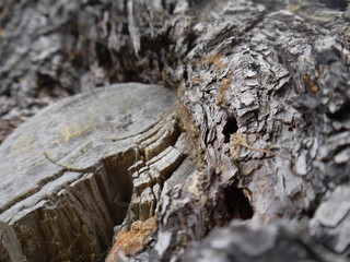 Tree Bark