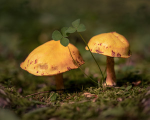 Two mushrooms and clover