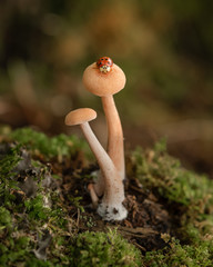 Ladybug on a mushroom