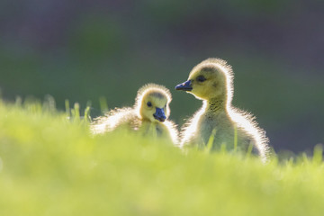 Canada Geese  goslings 