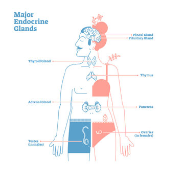 Major Endocrine Glands, Vector Illustration Diagram. Human Body Hormones.