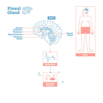 Pineal Gland of Endocrine System.Medical science vector illustration diagram.