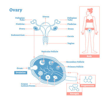 Ovary, Part Of Endocrine System. Medical Science Vector Illustration Diagram.