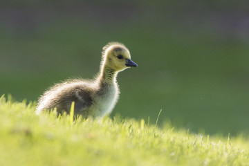 Canada Geese  gosling