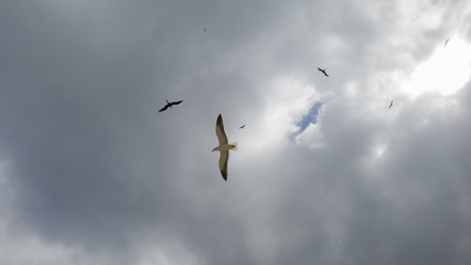 It is a pleasure to watch the free flight of the gulls Larus dominicanus and Fregata magnificens, visiting the beach of Itaipu, in Niterói, Rio de Janeiro.