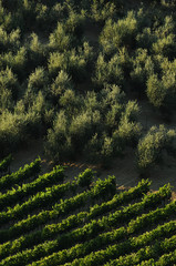 green vineyard and olive trees in Chianti region, Tuscany in Italy.